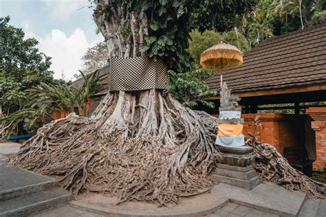 Influencer banned from Bali after naked photos on sacred tree